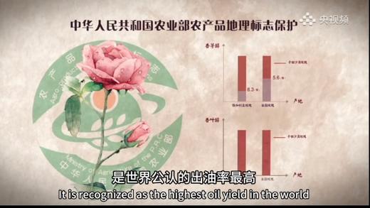 欲放玫瑰纯露100ml/瓶 商品图9
