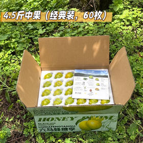贵州六马蜂糖李60枚