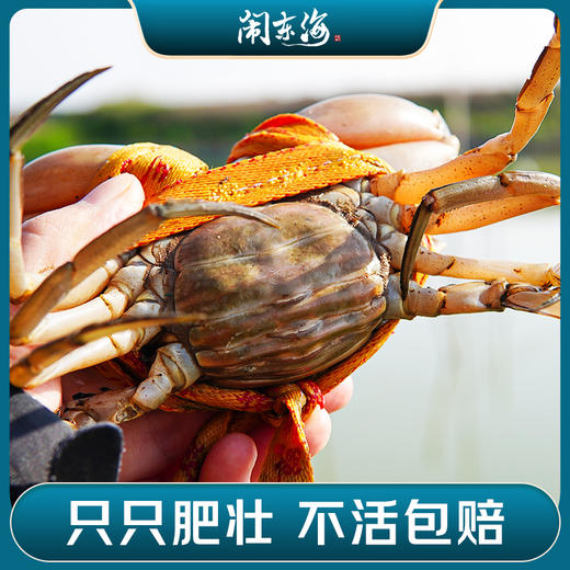 【正宗三门青蟹】 原产地直发  商品图7