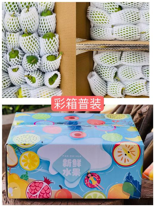 椰奶蜜香————攀枝花椰香芒 商品图9