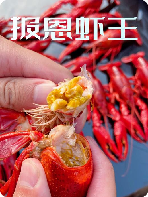 阳澄湖蟹鲜生清水小龙虾 商品图9