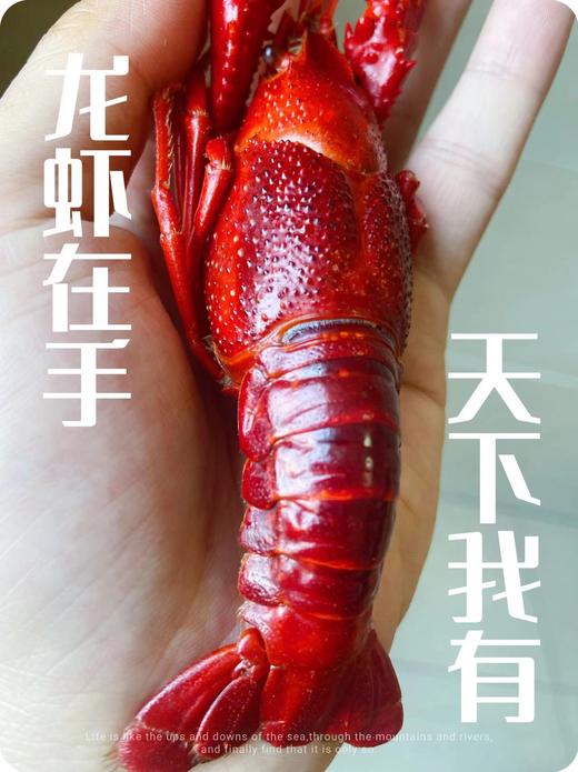阳澄湖蟹鲜生清水小龙虾 商品图2