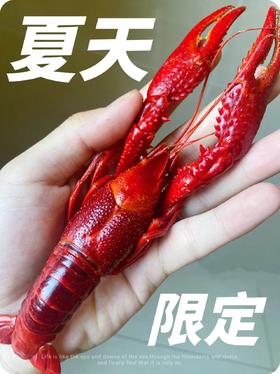 阳澄湖蟹鲜生清水小龙虾