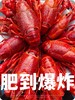 阳澄湖蟹鲜生清水小龙虾 商品缩略图4