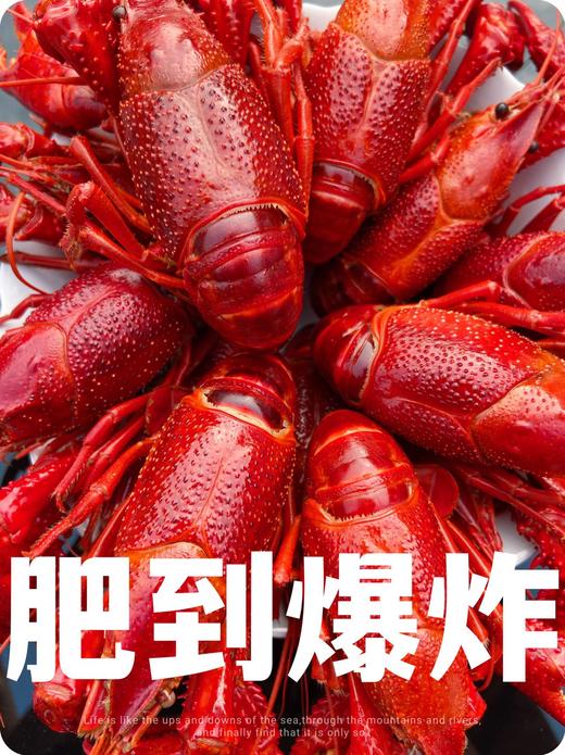 阳澄湖蟹鲜生清水小龙虾 商品图4