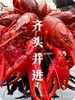 阳澄湖蟹鲜生清水小龙虾 商品缩略图5