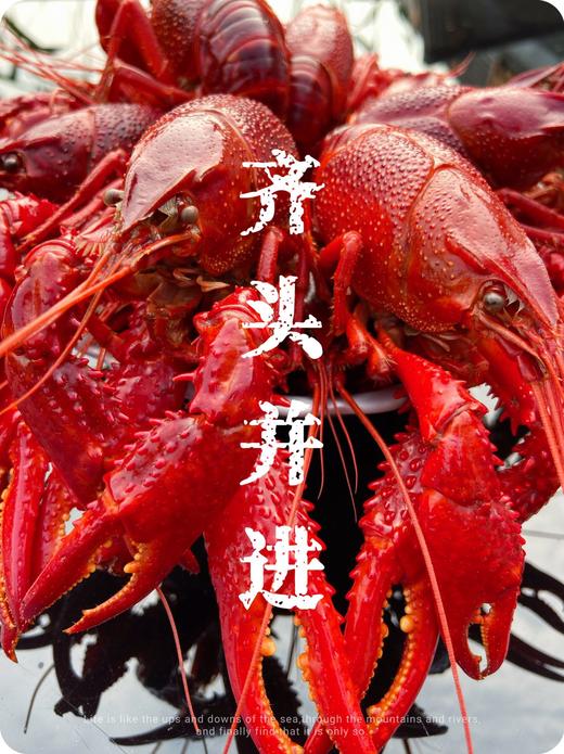 阳澄湖蟹鲜生清水小龙虾 商品图5