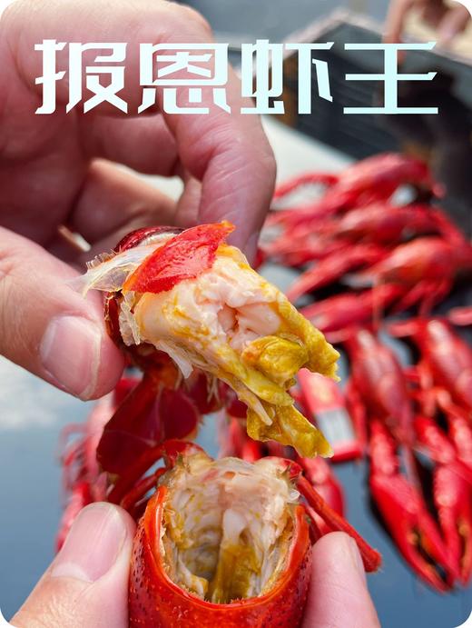 阳澄湖蟹鲜生清水小龙虾 商品图11