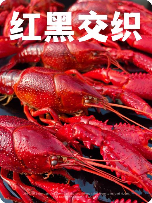 阳澄湖蟹鲜生清水小龙虾 商品图3