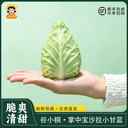 谷小桐掌中宝沙拉小甘蓝 商品图1