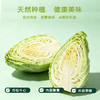 谷小桐掌中宝沙拉小甘蓝 商品缩略图4