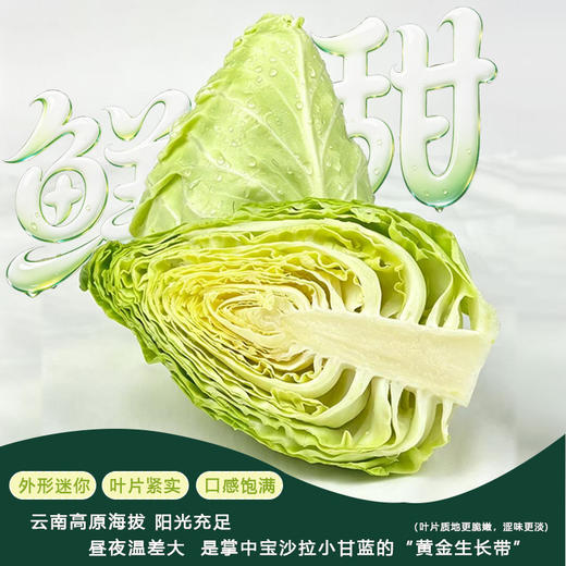 谷小桐掌中宝沙拉小甘蓝 商品图5
