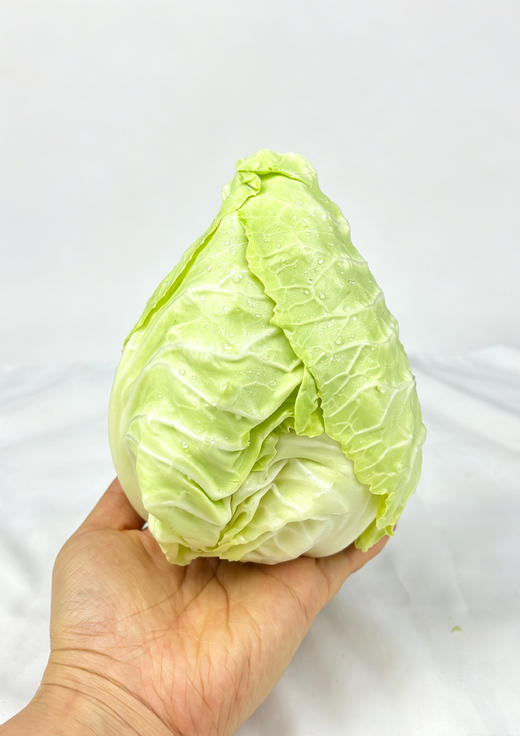 谷小桐掌中宝沙拉小甘蓝 商品图6