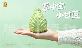 谷小桐掌中宝沙拉小甘蓝