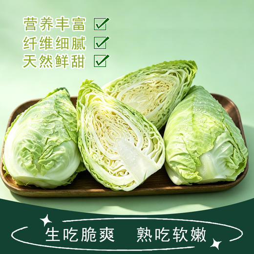 谷小桐掌中宝沙拉小甘蓝 商品图2