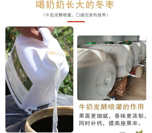 妙 脆· 牛 奶 冬 枣 商品图7