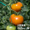 沃野青青露天生态水果西红柿  | 籽粒饱满 ，味道浓郁 商品缩略图8
