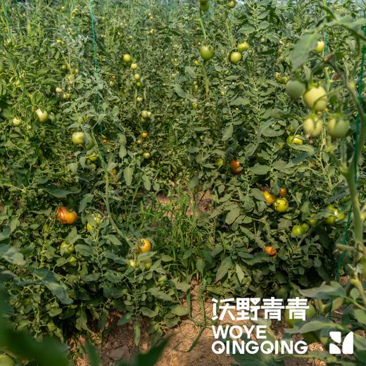 沃野青青露天生态水果西红柿  | 籽粒饱满 ，味道浓郁 商品图10