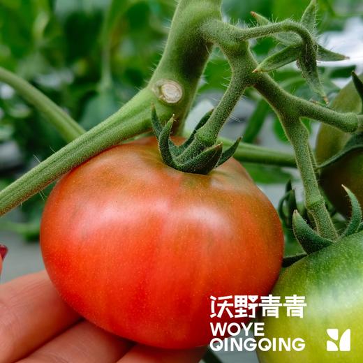 沃野青青露天生态水果西红柿  | 籽粒饱满 ，味道浓郁 商品图7