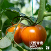 沃野青青露天生态水果西红柿  | 籽粒饱满 ，味道浓郁 商品缩略图9