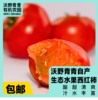 沃野青青露天生态水果西红柿  | 籽粒饱满 ，味道浓郁 商品缩略图0