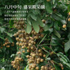 正安 广东高州桂圆 颗颗饱满灯笼肉 低温烘干甘润清甜 清心除烦增加活力 优质原材 250g/罐 商品缩略图6