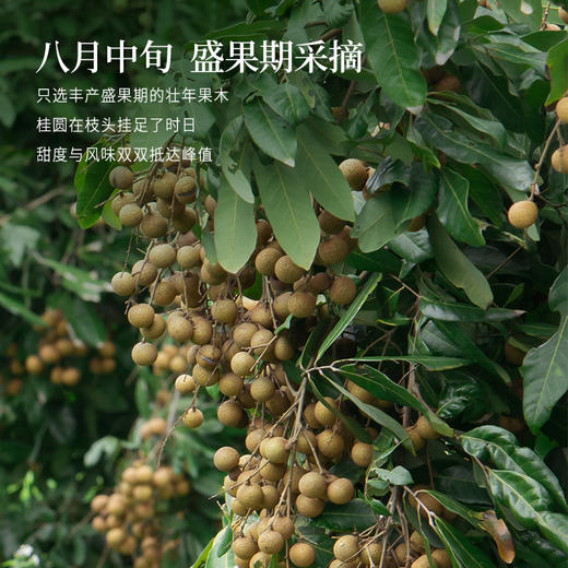 正安 广东高州桂圆 颗颗饱满灯笼肉 低温烘干甘润清甜 清心除烦增加活力 优质原材 250g/罐 商品图6