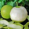 砀山青皮蜜梨【顺时润养，盛夏败火】个大饱满皮薄肉厚 香甜多汁【约4.5斤/箱】 商品缩略图0