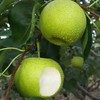 砀山青皮蜜梨【顺时润养，盛夏败火】个大饱满皮薄肉厚 香甜多汁【约4.5斤/箱】 商品缩略图2