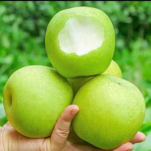 砀山青皮蜜梨【顺时润养，盛夏败火】个大饱满皮薄肉厚 香甜多汁【约4.5斤/箱】 商品图4