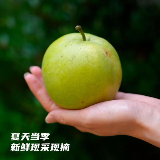 生态梨 2.5kg 商品图2