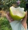 蜜雪青梨“酥脆一号”礼盒 商品缩略图1