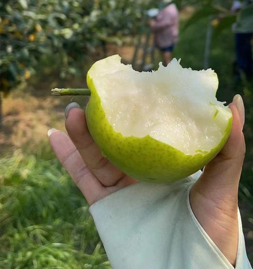 蜜雪青梨“酥脆一号”礼盒 商品图1