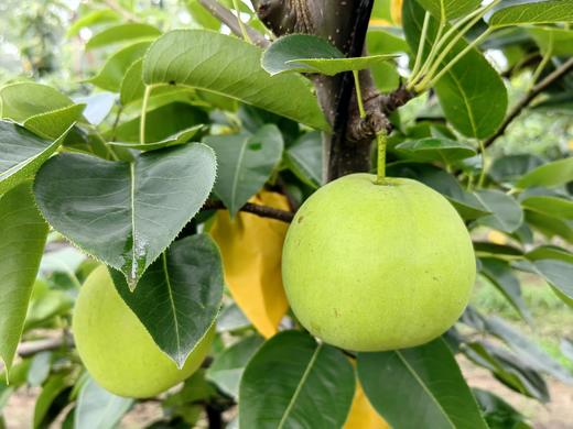 蜜雪青梨“酥脆一号”礼盒 商品图0