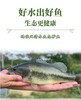 鲈鱼 【活鱼打氧/冰鲜】500g 商品缩略图0