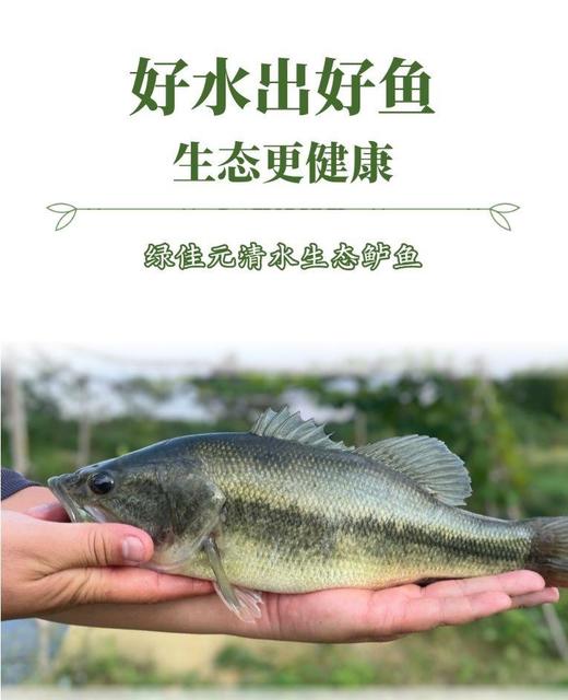 鲈鱼 【活鱼打氧/冰鲜】500g 商品图0