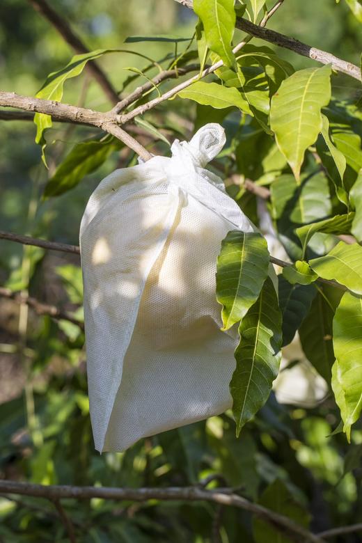热带新品种 珍稀好味道｜黄金果 商品图9