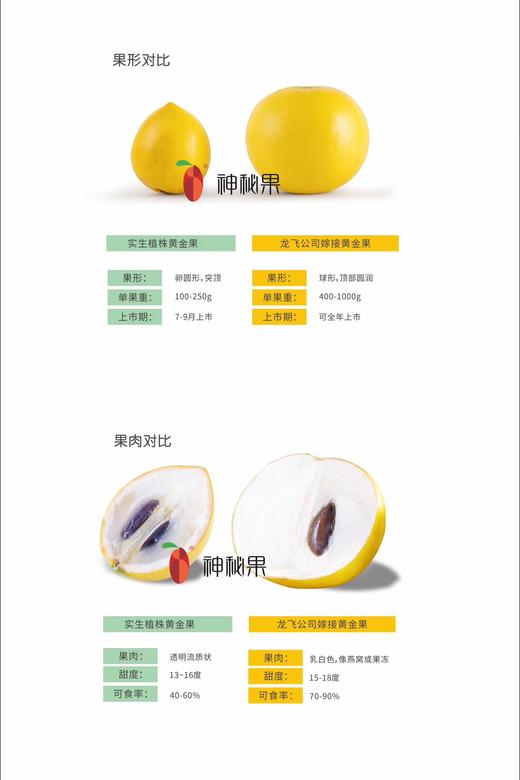 热带新品种 珍稀好味道｜黄金果 商品图8