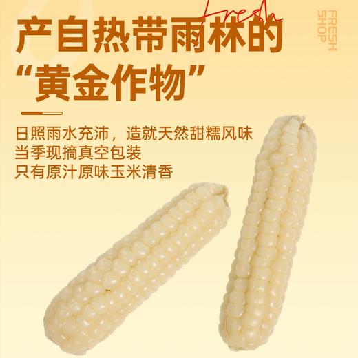 【鲜食】几多全云南拇指小玉米380g  一指大小 满口清甜糯香 商品图2