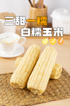 敖汉有机甜白糯玉米