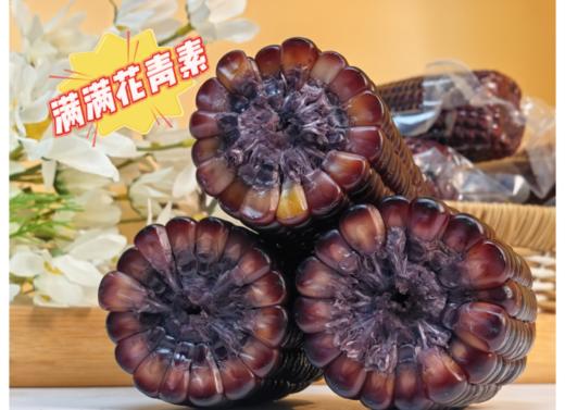 敖汉有机紫甜糯玉米 商品图0
