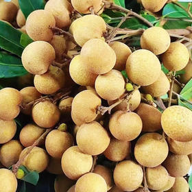 鲜龙眼 500g/份（鲜甜可口）