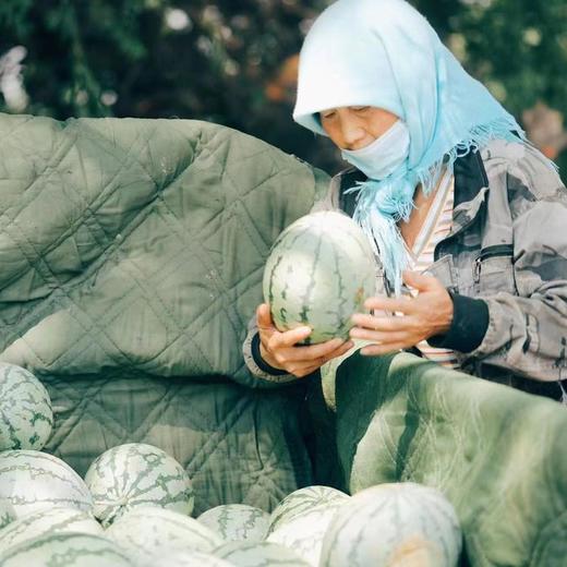 大漠西瓜1箱10斤左右 商品图4