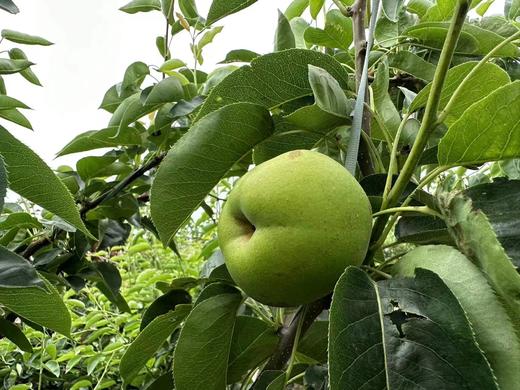 山东青黄蜜梨 商品图2