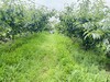 山东青黄蜜梨 商品缩略图3