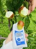 大理宾川最🔥爆的蟠枣 商品缩略图7