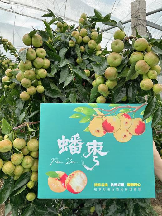 大理宾川最🔥爆的蟠枣 商品图11