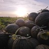 斗牛蜜瓜🍈 商品缩略图9