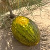 斗牛蜜瓜🍈 商品缩略图6