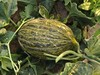 斗牛蜜瓜🍈 商品缩略图1